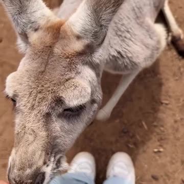 Kangaroos in Australia 🇦🇺