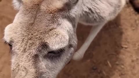 Kangaroos in Australia 🇦🇺 