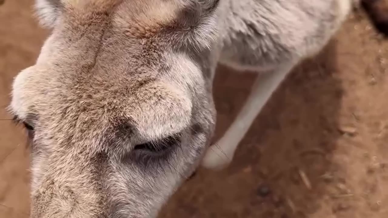 Kangaroos in Australia 🇦🇺