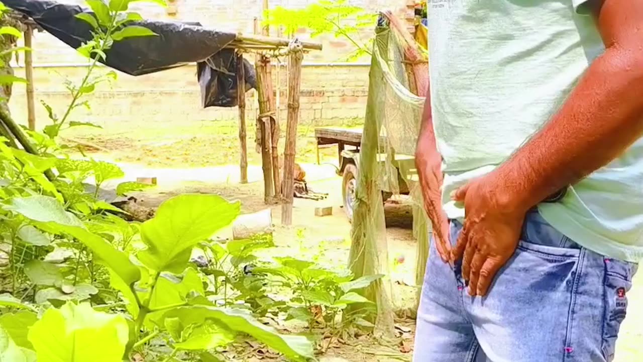 How a crazy dog is stolen my penis🤣🤣🤣
