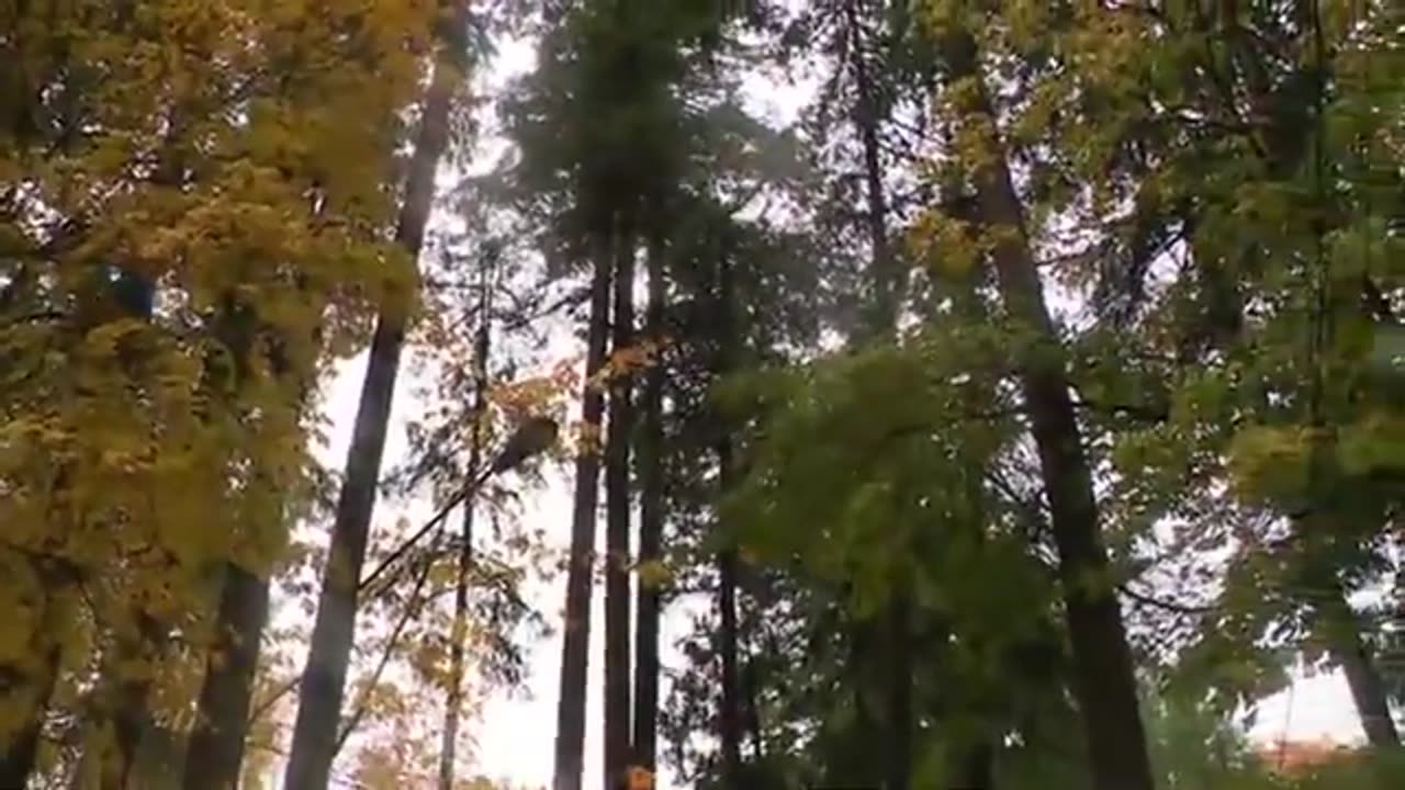 Storm hits Maple Valley; downing trees, power lines, leaving many in the dark