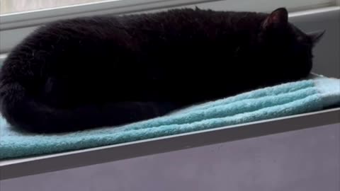 Cute Precious Piper Dreams of French Baguettes - My Adopted Shelter Cat Vlog. #shorts