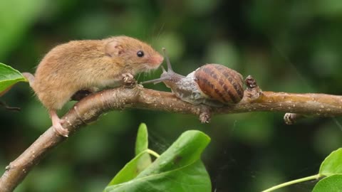 😂🐦 Mouse vs. Snail: The Funniest Animal Encounter! | FunFM
