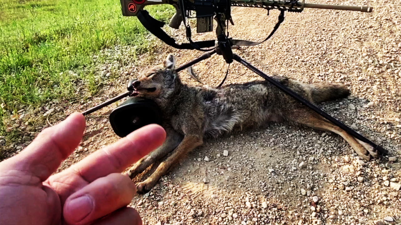 27 Creedmoor AI Coyote Hunt
