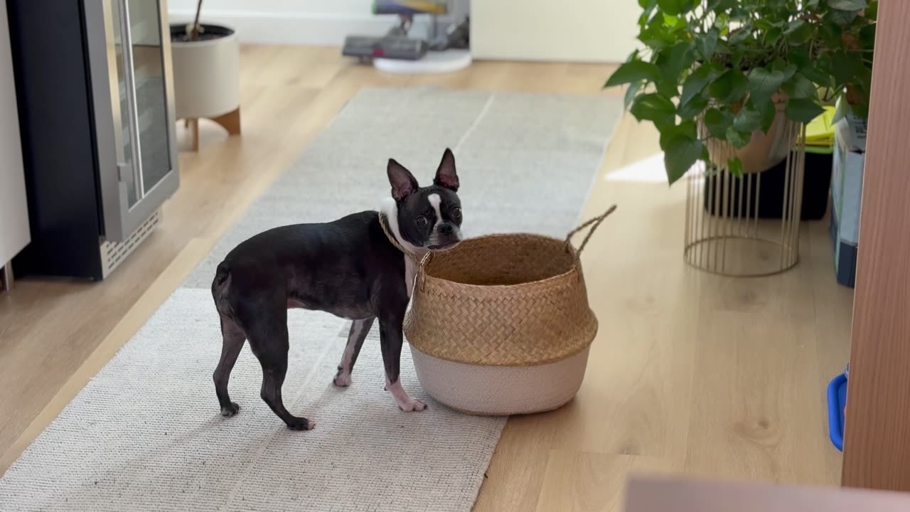 My Boston at Peak Derp