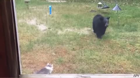 The funniest video's of cute animals world part144⁴3☹️