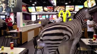 Outtake #1,100 Of Over 3 Zebras Roam Around A McDonald's Restaurant Fake Funny Parody Video