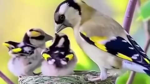 All videos