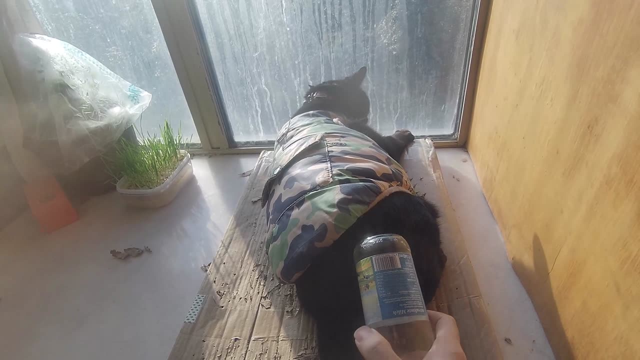 My pet cat vlog, his name is Heihei, 01/11, 2025, he is very obedient, #catvideo #asmr