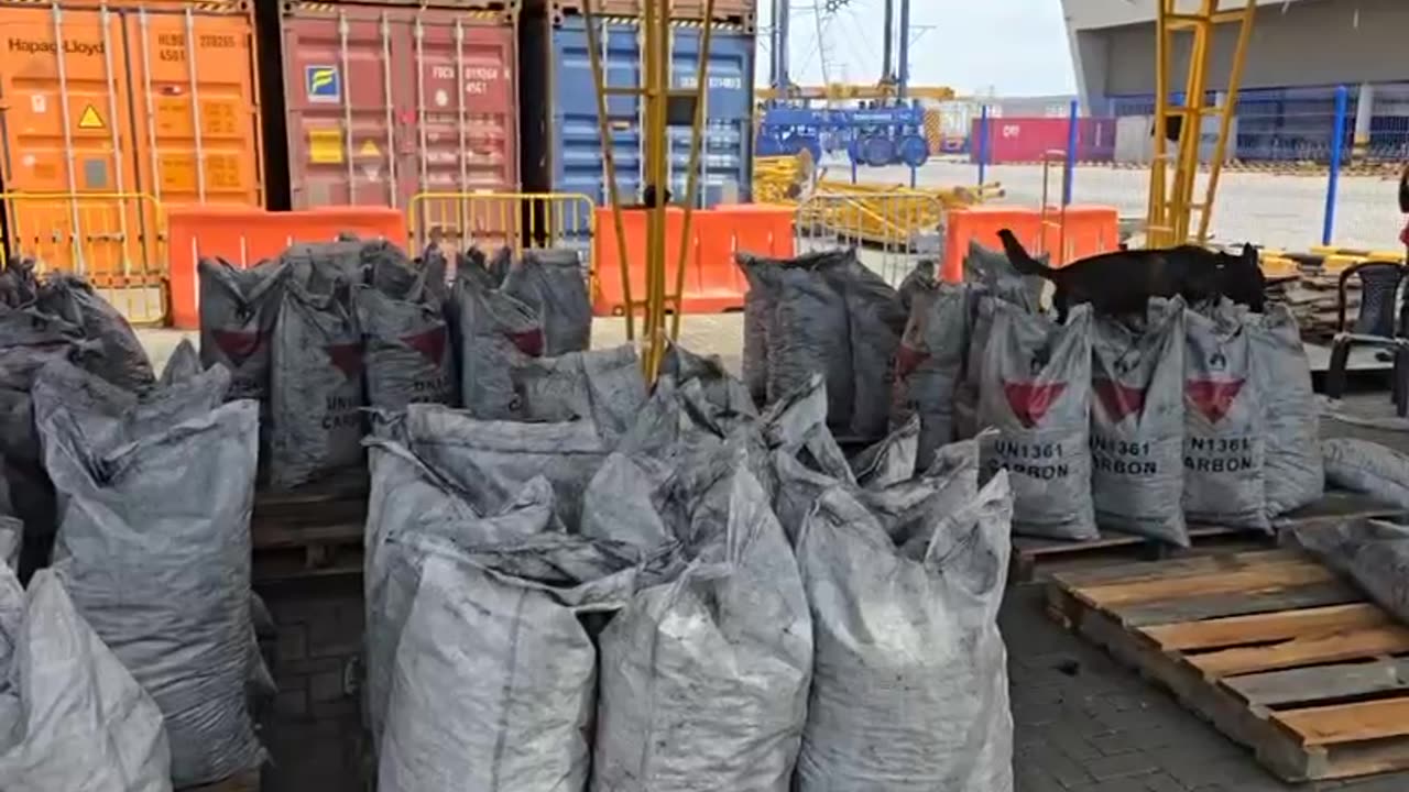 Perro en incautación de cocaína en Cartagena