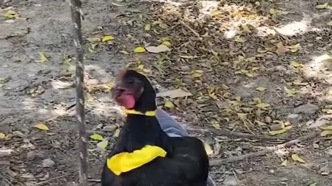 Chickens after learning egg price