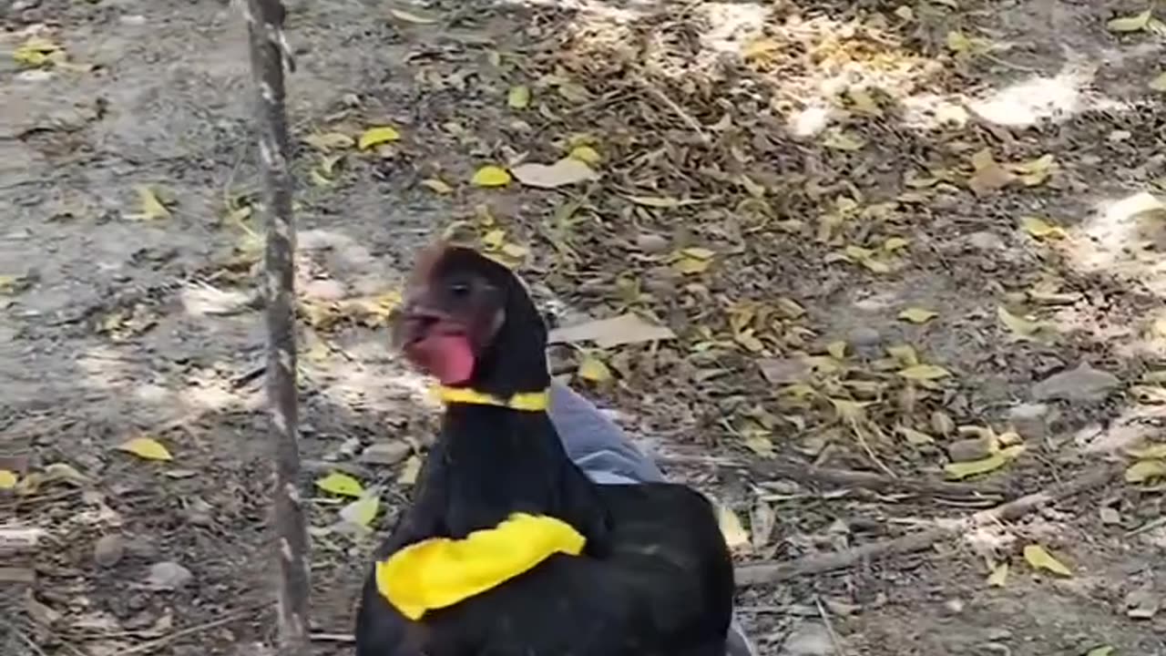 Chickens after learning egg price