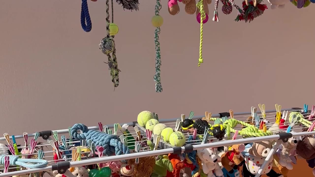 Trying to Wash My Dog's Toys Without Him Noticing