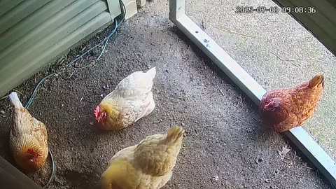 Ordinary Chicken Day!