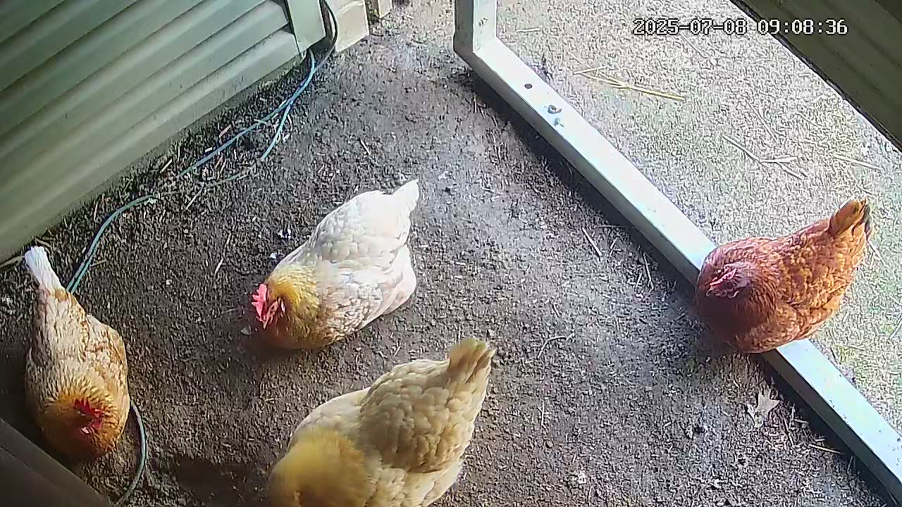 Ordinary Chicken Day!