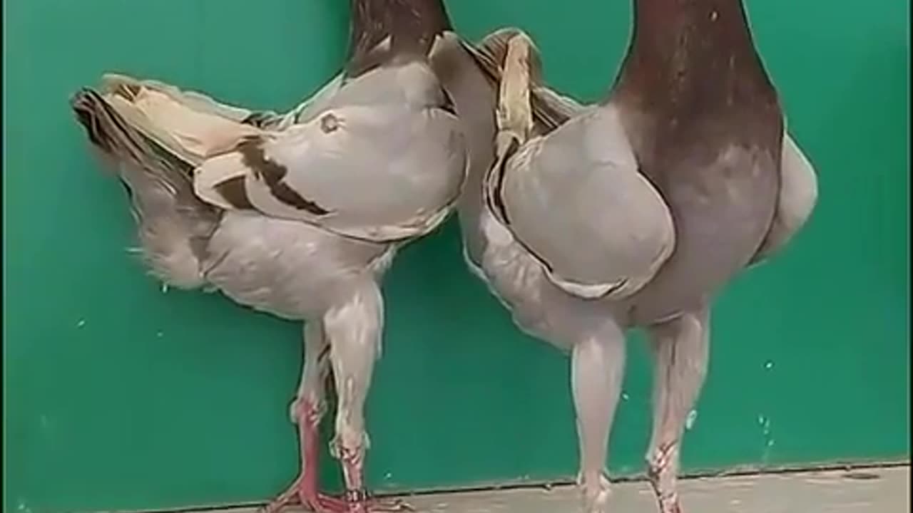 🤯✨ You Won't Believe This Chicken-Pigeon Hybrid! | FeedMyCuriosity