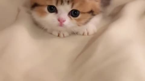 cute kitten want to love