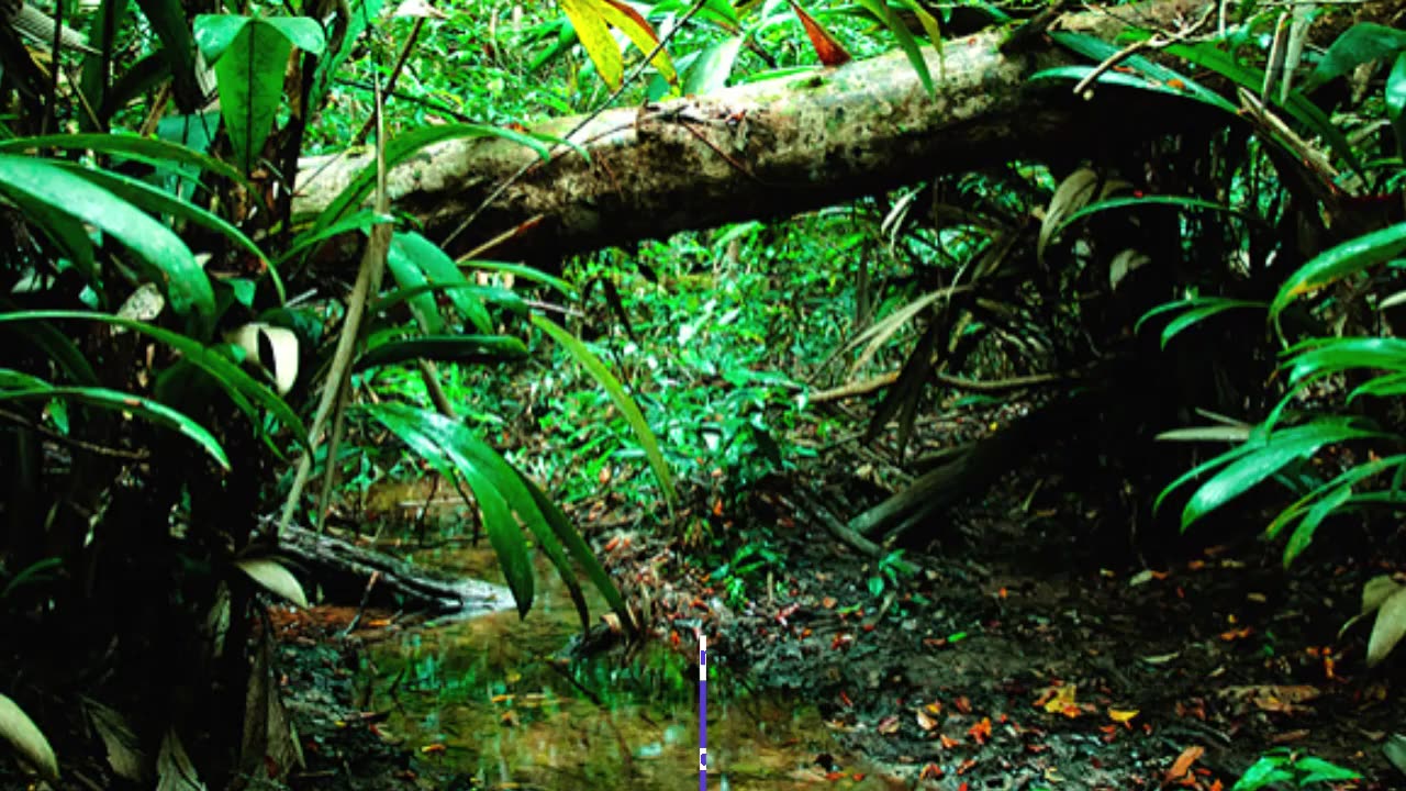 How to Find Vegetation and Biodiversity Management Plans in Australia