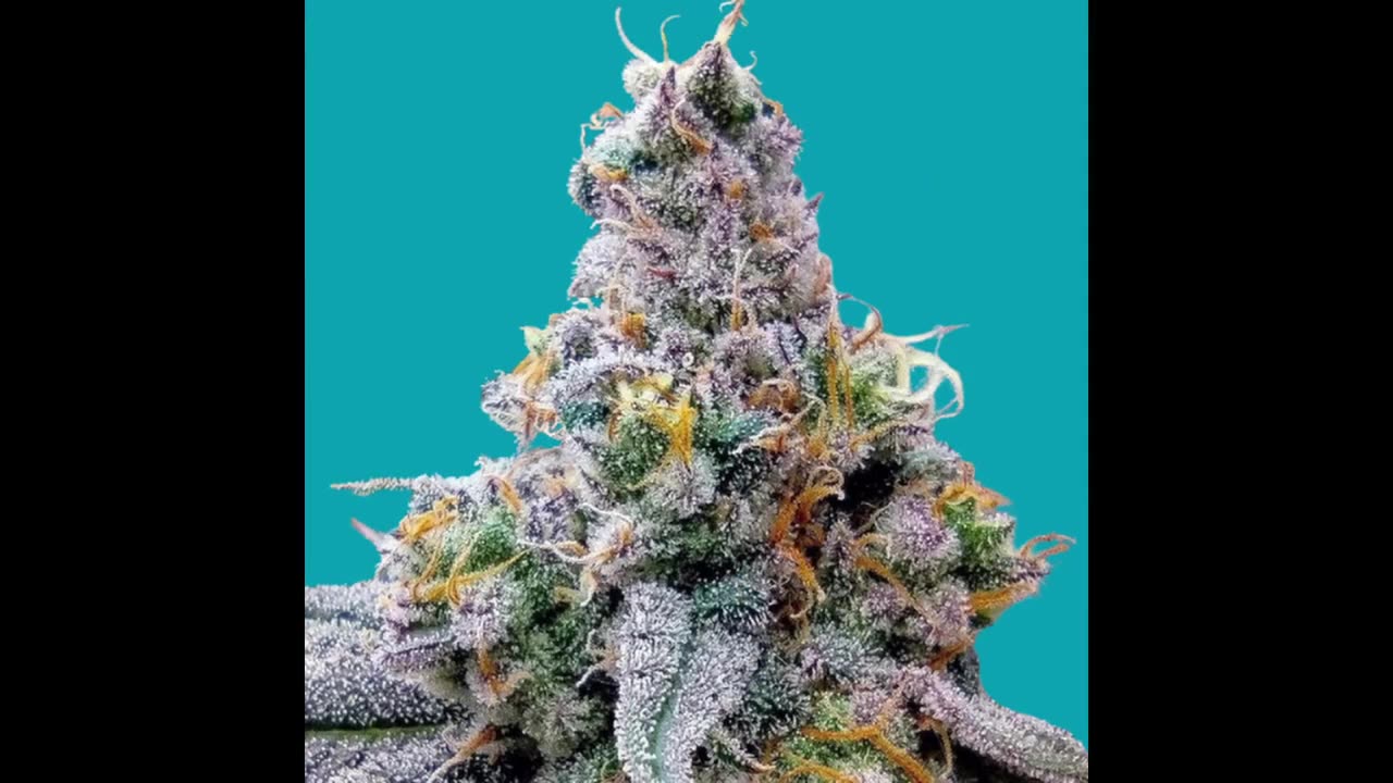 Best strains for social anxiety