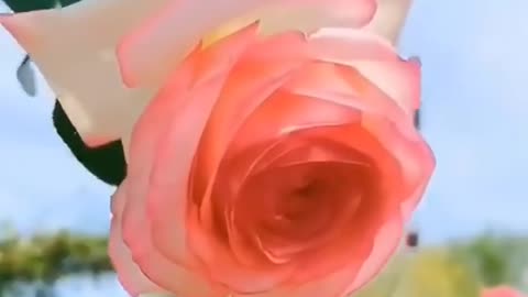 Fun Folding Crafts for Holidays