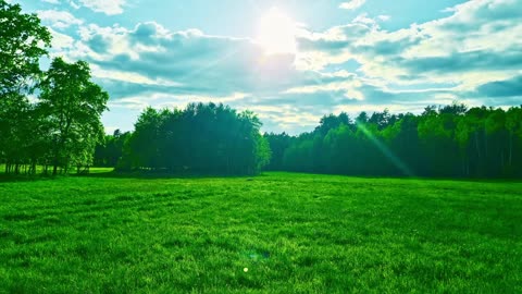 Green Radio: 24/7 Concert of Birds and Nature Sounds