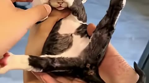 A Very Shy Cat