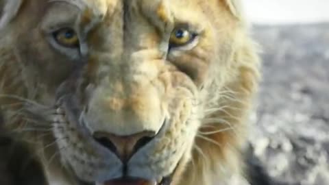Mufasa 😍❤️ (Part - 34).....#reels #viralreels #reel #mufasa #animation #lastest #romantic #viralreel