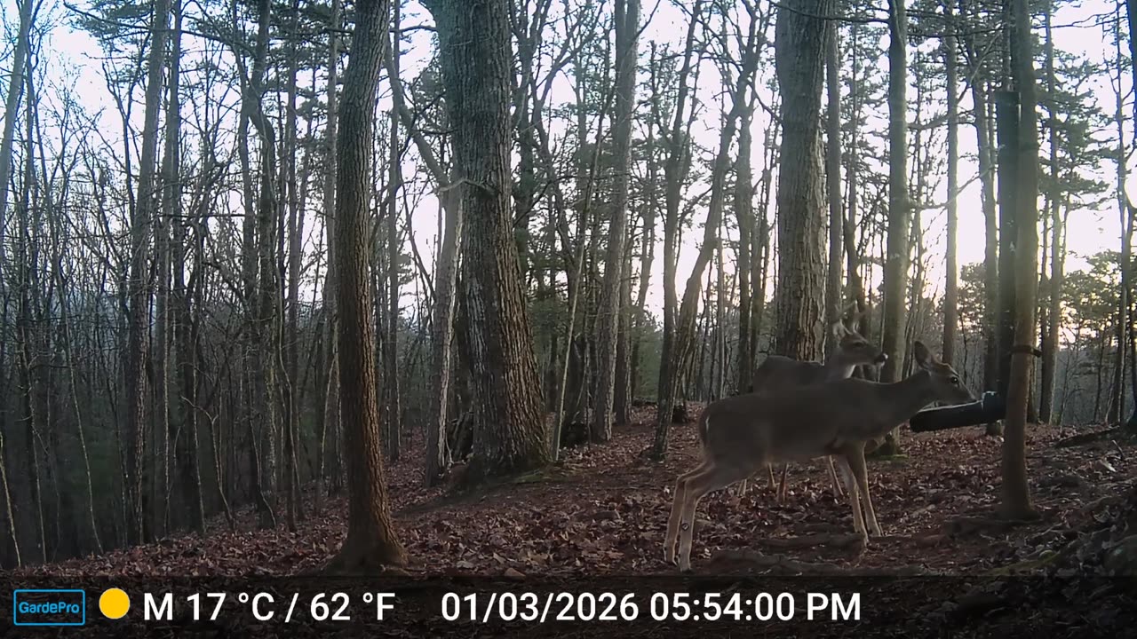 The Woods – 01/04/2026