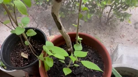 Krsna Tulsi and Siva Tulsi Together Doing Lovely