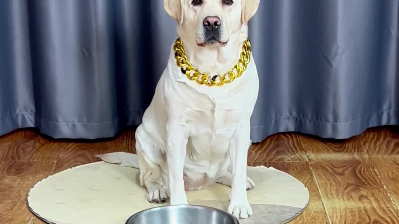 狗子：一个和一盘我还是分得清的Dog: I can still tell the difference between one and a plate