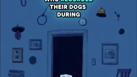 How dogs deal with the death of a loved one