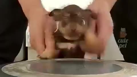 cute dogs, funny pets, cute puppies