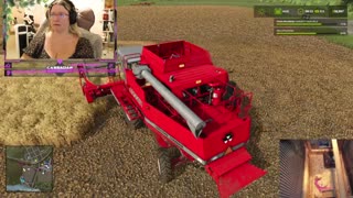 Chicken Live Stream