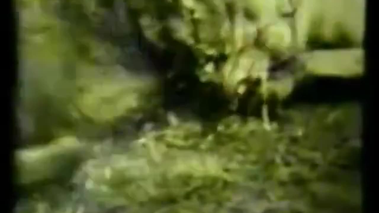 Dogo fighting puma and boar