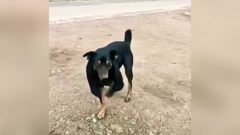 haw possible 🤔 dog dance