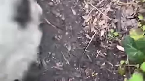 Cute Puppy Clip (funny)