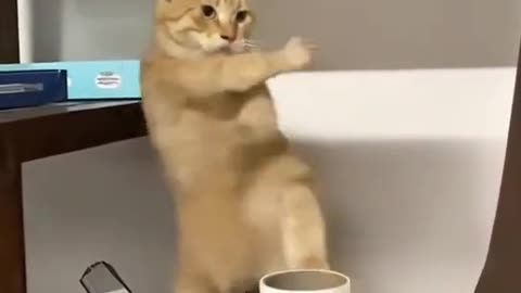 Pets kid english video