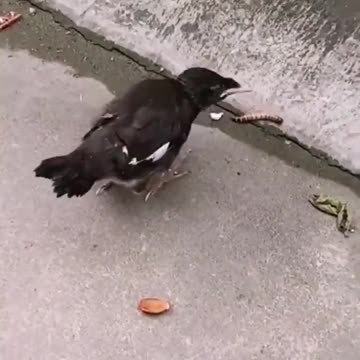 Birds are fed by their parents in their infancy. When the time comes to feed