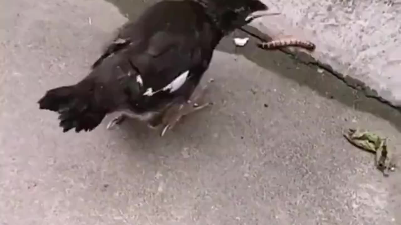Birds are fed by their parents in their infancy. When the time comes to feed