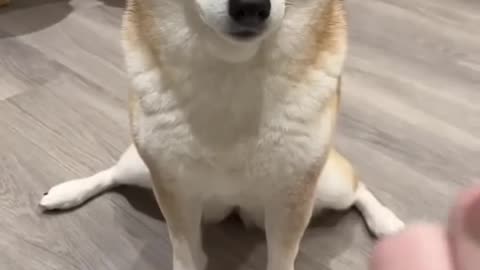 Dog's reaction to the fuck sign 😹😹