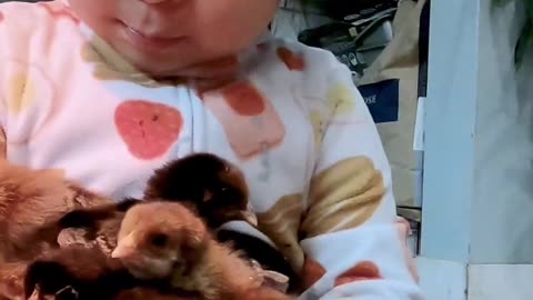 Chicken pile