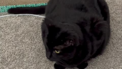 Precious Piper Uses Her Tuffet as a Tail Straightener - Adopting a Cat from a Shelter Vlog #shorts