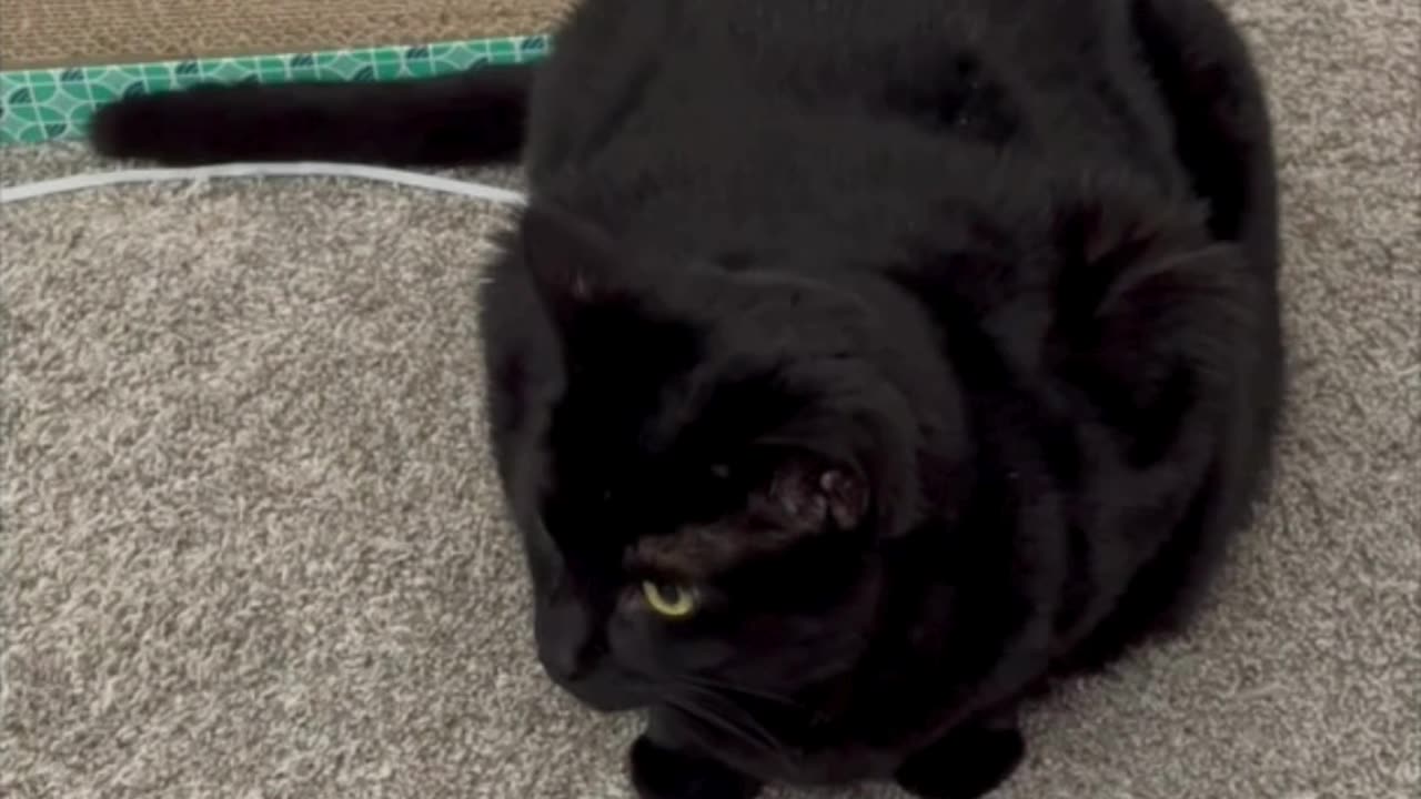 Precious Piper Uses Her Tuffet as a Tail Straightener - Adopting a Cat from a Shelter Vlog #shorts