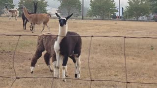😂🦙 Llama's Wild Camping Antics! | FunFM