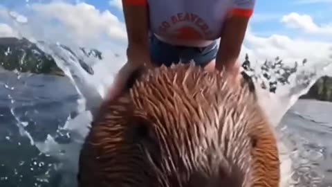 One Hour A.I. Video Reels