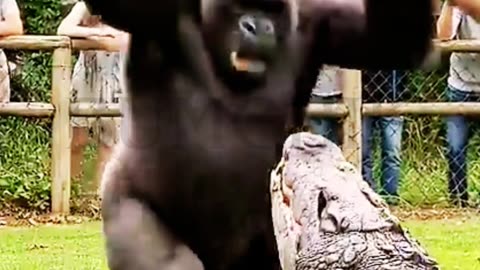 Unbelievable! Animals Saving Each Other Caught on Camera