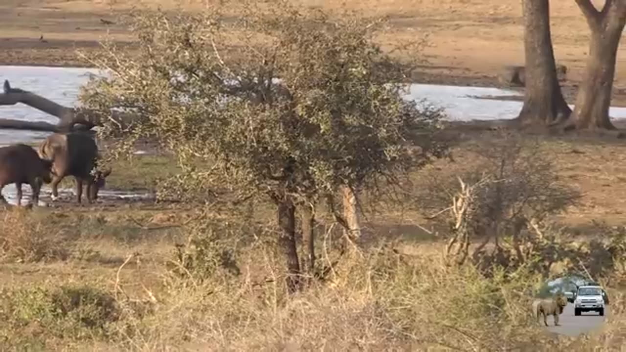 دنیای animals that