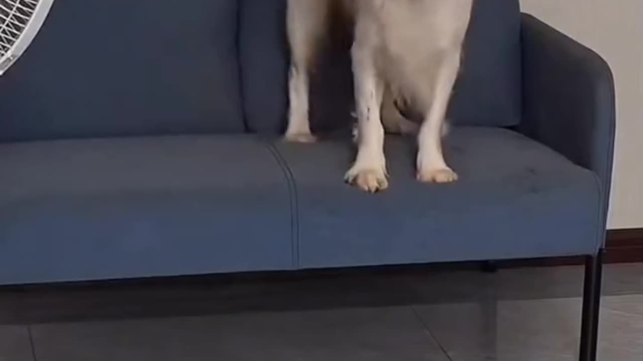 cat unplugs the fan dog’s reaction is priceless! 😂