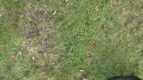 Pegida Enschede 2017 02/17