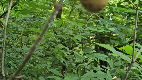 Native "Paw Paw" growing along the shoreline of Lake Leatherwood.